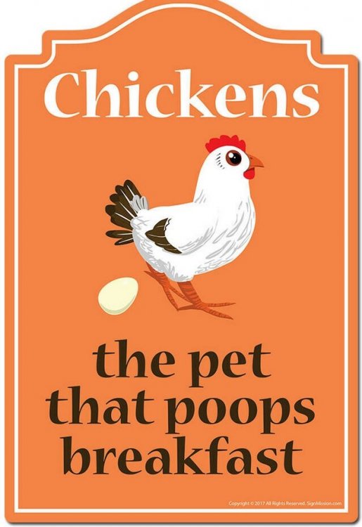 Chicken Poop.jpg