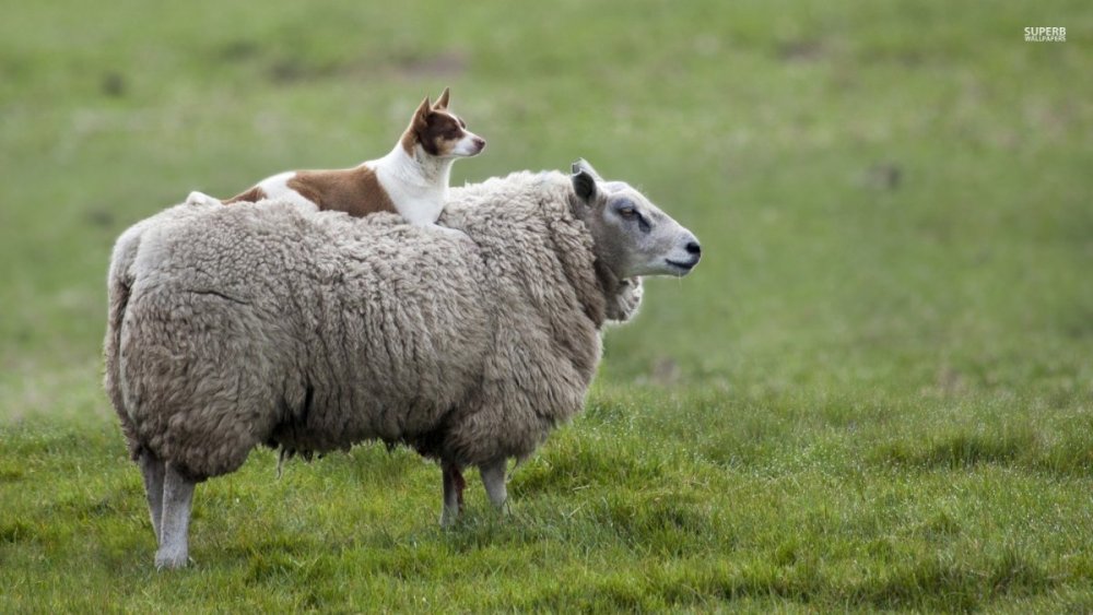 Dog-and-Sheep-dogs-38678543-1600-900.thumb.jpg.9703126dd781d38dbbfa858f6bf41448.jpg