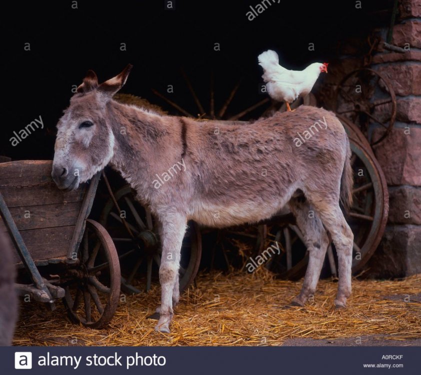 donkey-and-chicken-A0RCKF.jpg