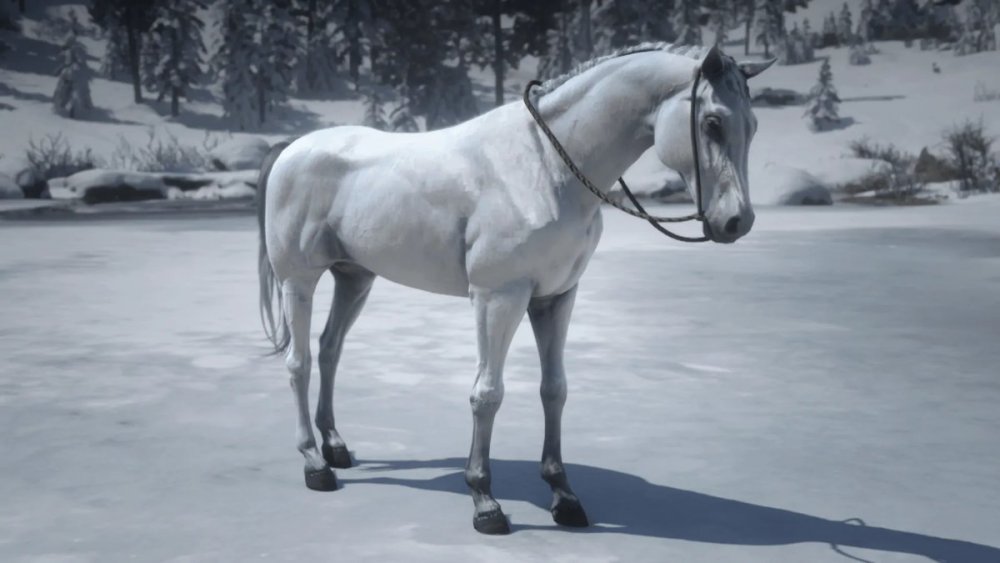 White Arabian.jpg