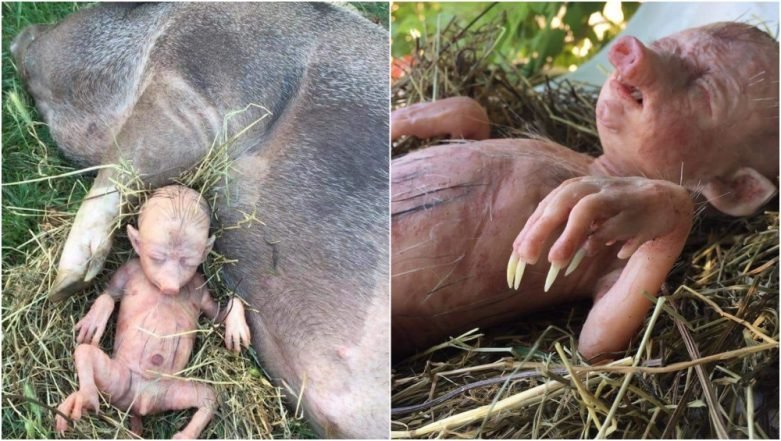 Pig-human-hybrid-baby-born-in-Kenya-is-fake-781x441.jpg.53b0404c86a99e1c8b7aaca9c824fda3.jpg