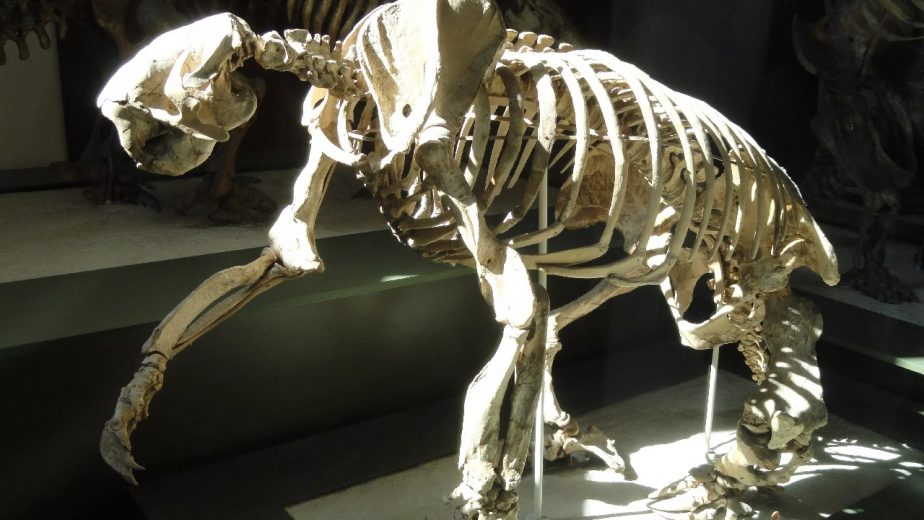The Jefferson's Ground Sloth Was First Discovered in 1797